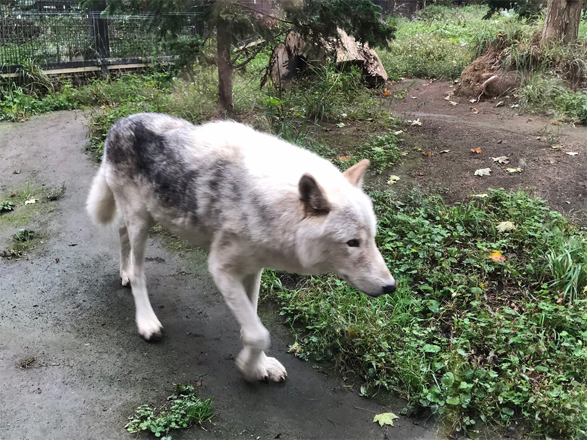 f:id:chiyan1026:20201110090642j:plain f:id:chiyan1026:20201110090642j:plain