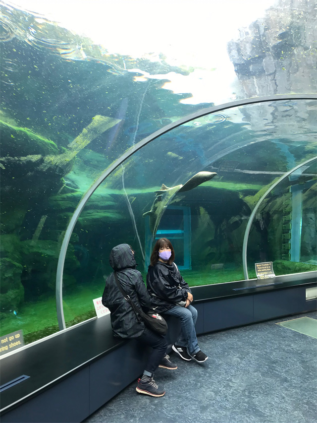 f:id:chiyan1026:20201110090756j:plain f:id:chiyan1026:20201110090756j:plain