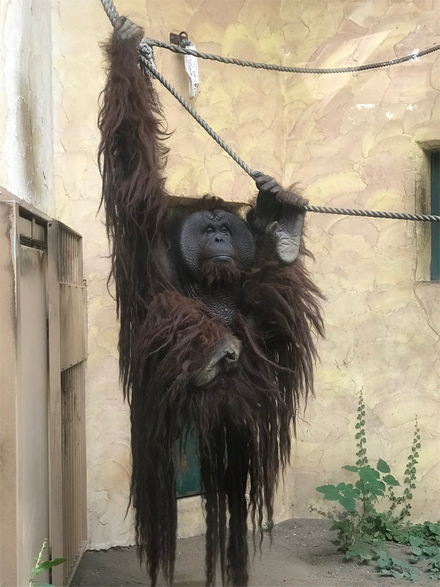 f:id:chiyan1026:20201110090850j:plain f:id:chiyan1026:20201110090850j:plain