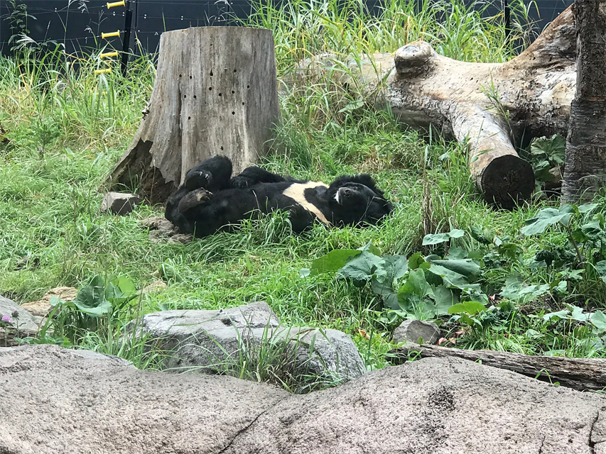 f:id:chiyan1026:20201110090940j:plain f:id:chiyan1026:20201110090940j:plain