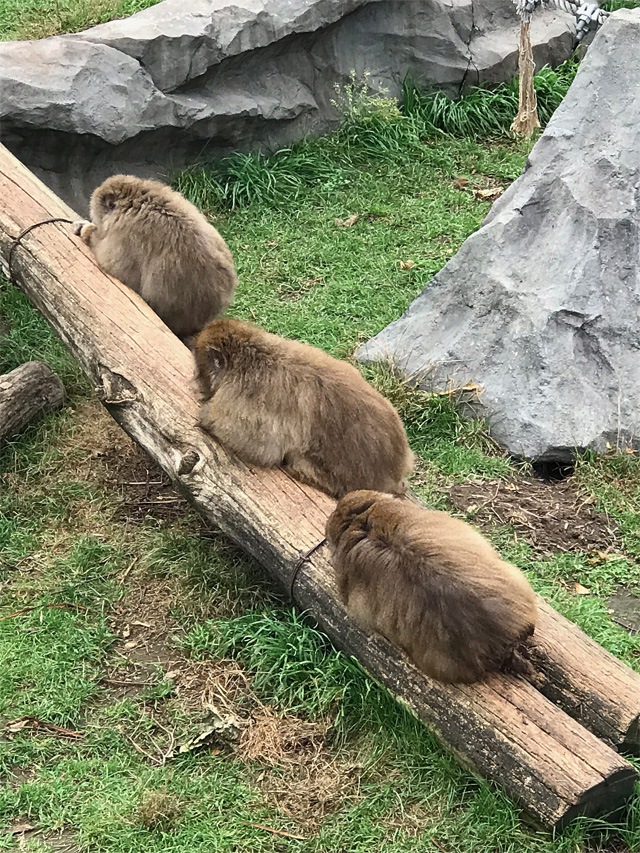 f:id:chiyan1026:20201110091012j:plain f:id:chiyan1026:20201110091012j:plain