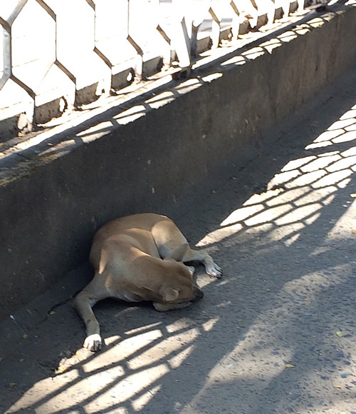 ヤンゴンの環状線の駅「Pyay Road Railway Station」