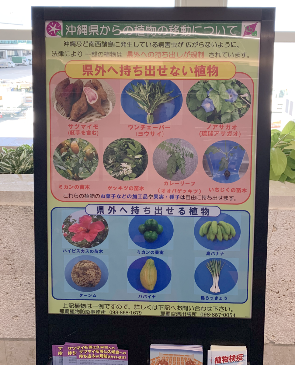 沖縄から持ち出してはいけないもの