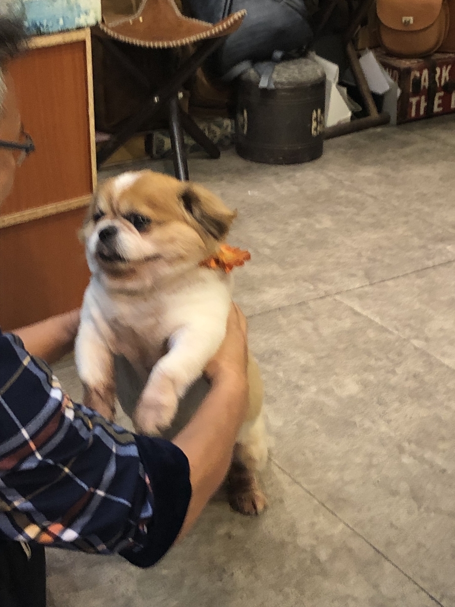 f:id:chiyobi:20190717200722j:plain f:id:chiyobi:20190717200722j:plain