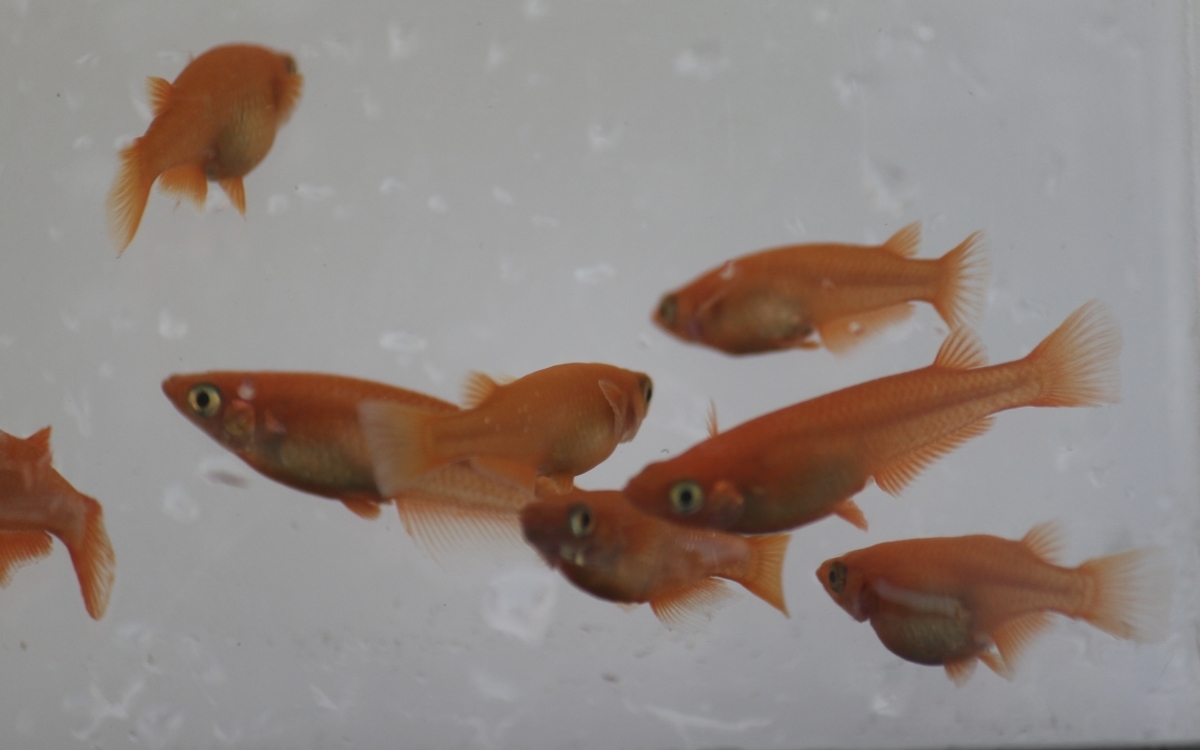 観賞魚とは 動植物の人気 最新記事を集めました はてな