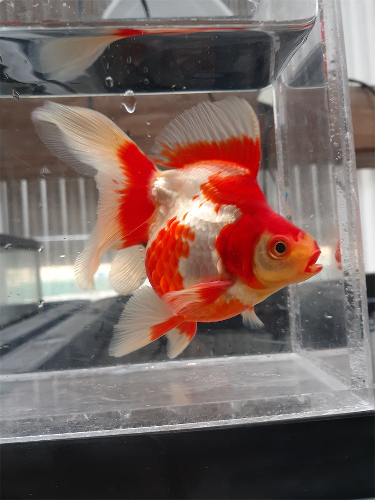 f:id:chiyoken:20210518163419j:image f:id:chiyoken:20210518163419j:image