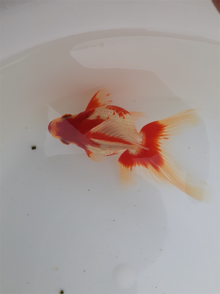 f:id:chiyoken:20210518163426j:image f:id:chiyoken:20210518163426j:image