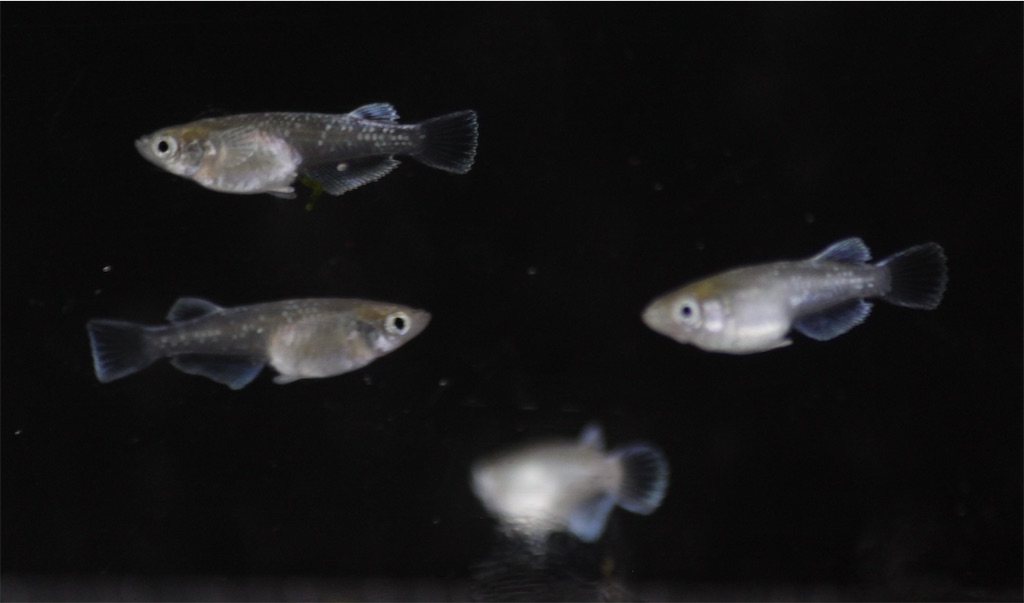 f:id:chiyoken:20210616134341j:image