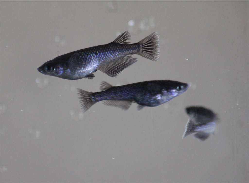 f:id:chiyoken:20210616134356j:image f:id:chiyoken:20210616134356j:image