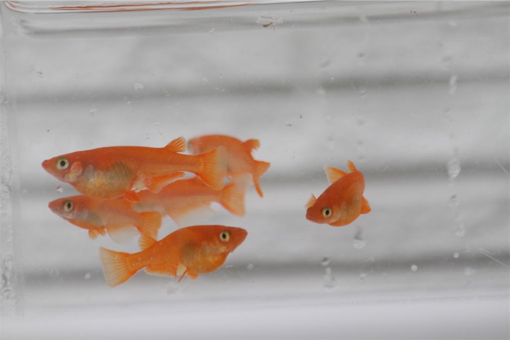 f:id:chiyoken:20210616134413j:image f:id:chiyoken:20210616134413j:image