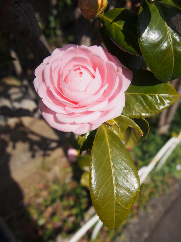 f:id:chizuchizuko:20170226201126j:plain f:id:chizuchizuko:20170226201126j:plain