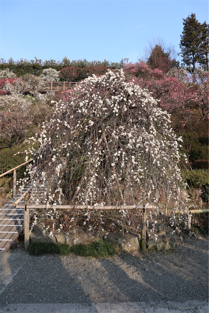 f:id:chizuchizuko:20180224200718j:image