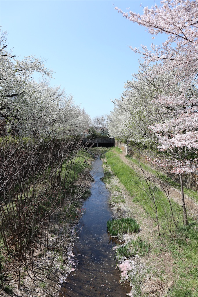 f:id:chizuchizuko:20180403123808j:image