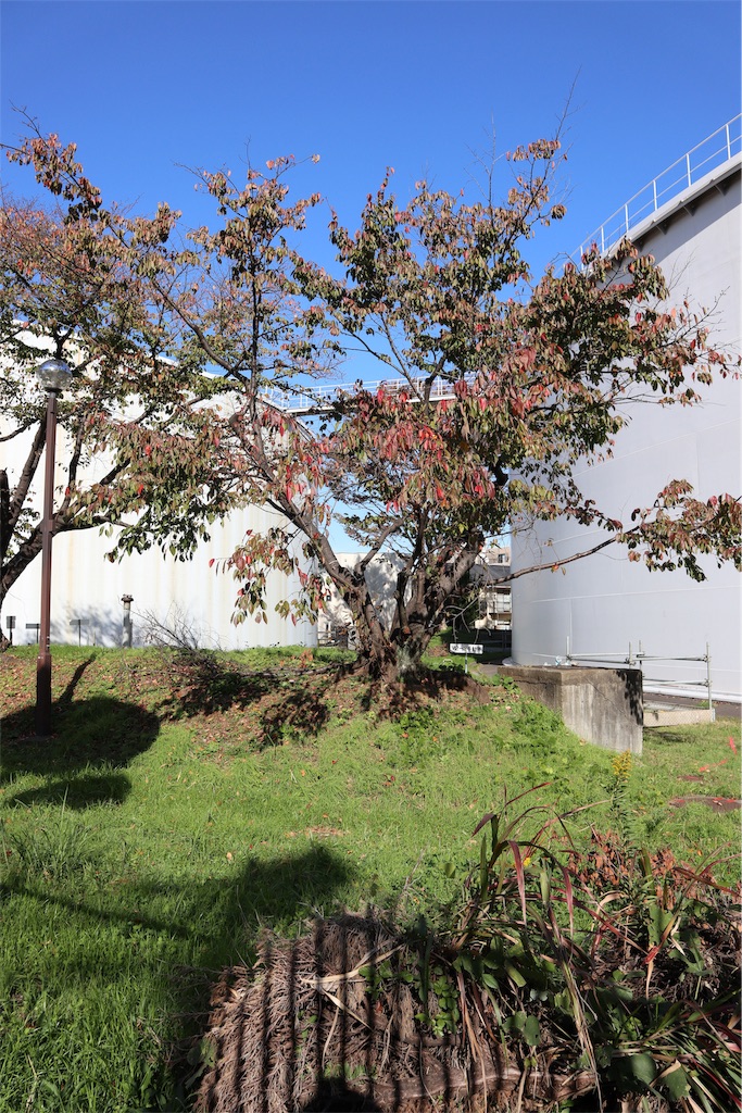 f:id:chizuchizuko:20181118122115j:image f:id:chizuchizuko:20181118122115j:image