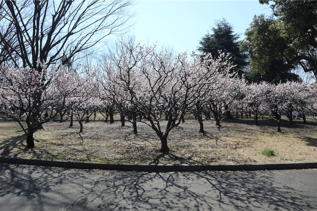 f:id:chizuchizuko:20190309204823j:image f:id:chizuchizuko:20190309204823j:image