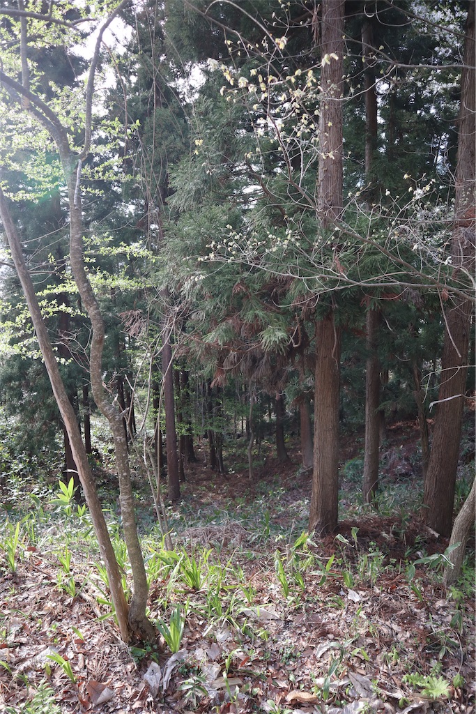 f:id:chizuchizuko:20190429104727j:image