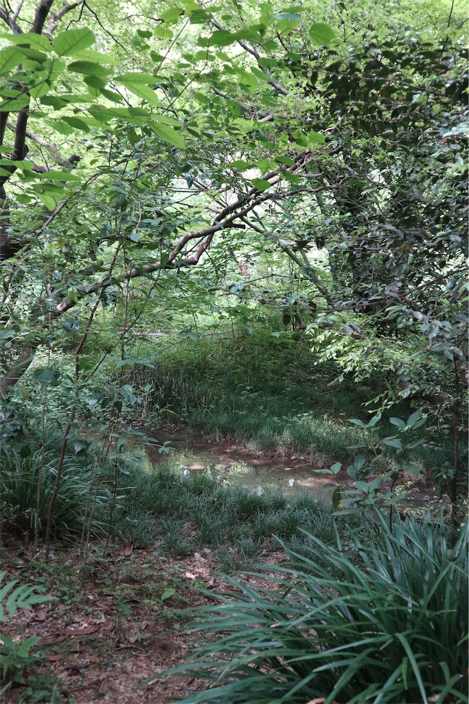 f:id:chizuchizuko:20190711212603j:image f:id:chizuchizuko:20190711212603j:image