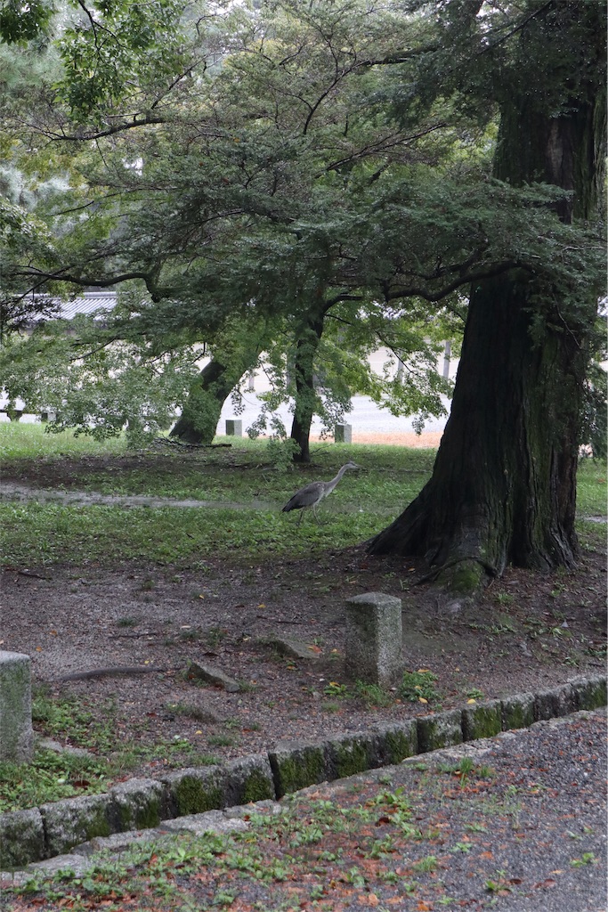 f:id:chizuchizuko:20191012151443j:plain