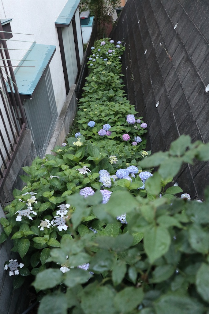 f:id:chizuchizuko:20200604111241j:plain f:id:chizuchizuko:20200604111241j:plain