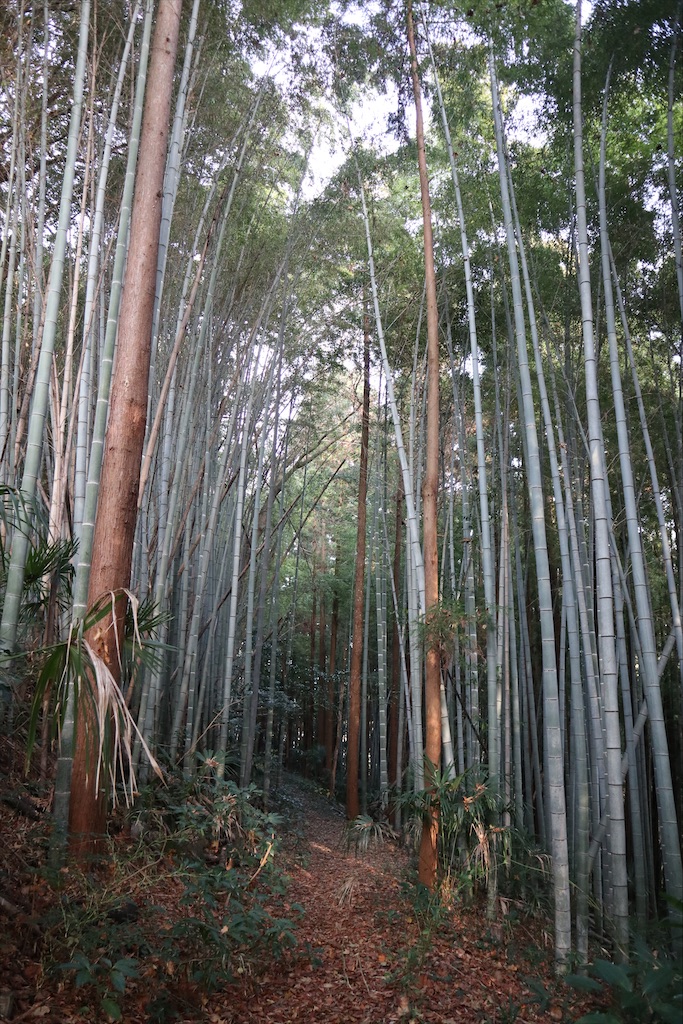 f:id:chizuchizuko:20201126222320j:plain