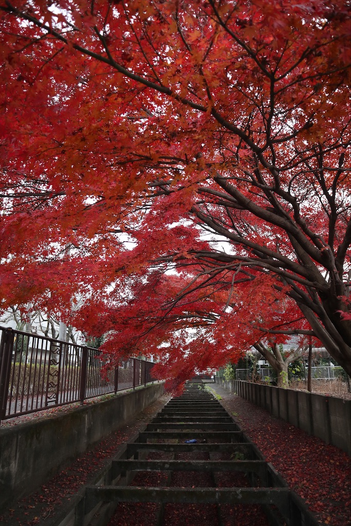 f:id:chizuchizuko:20201213202749j:plain