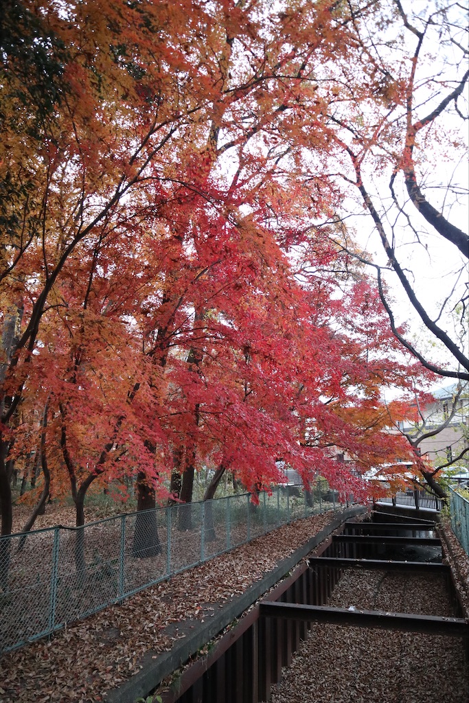 f:id:chizuchizuko:20210117094655j:plain