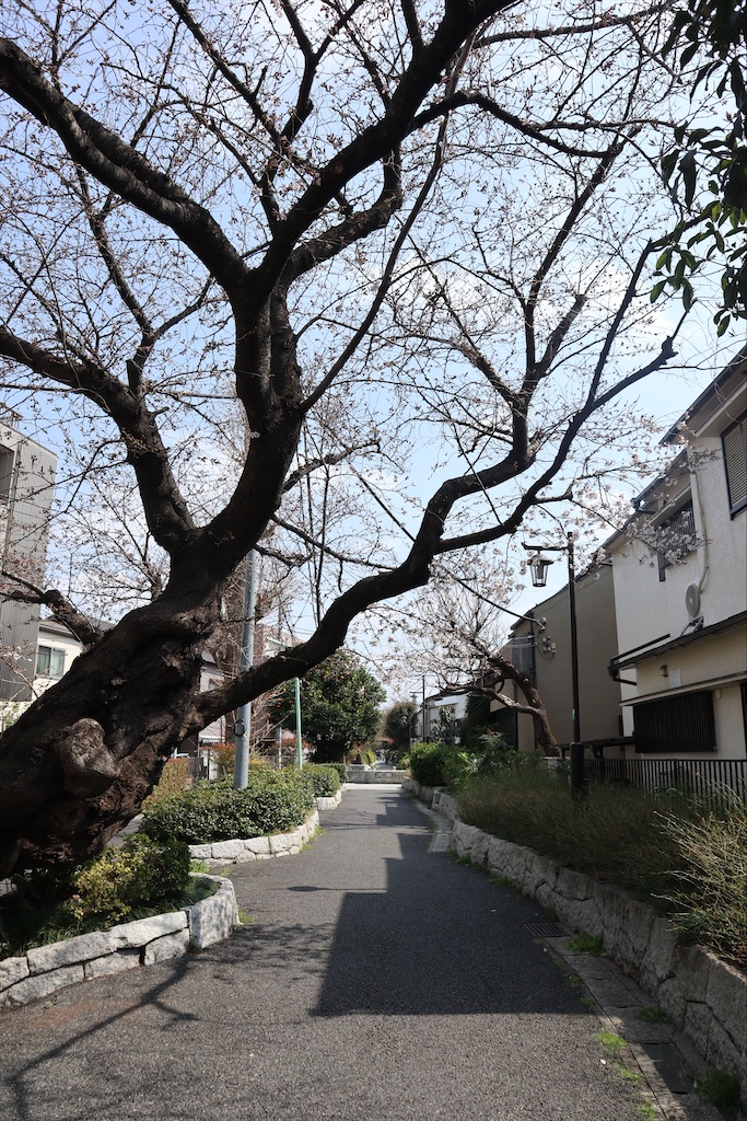 f:id:chizuchizuko:20210319190612j:image