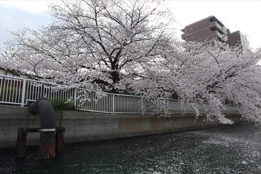 f:id:chizuchizuko:20210401080541j:image