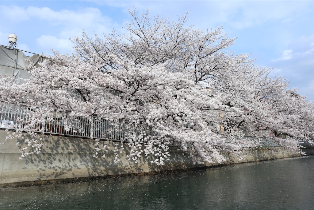 f:id:chizuchizuko:20210401080611j:image