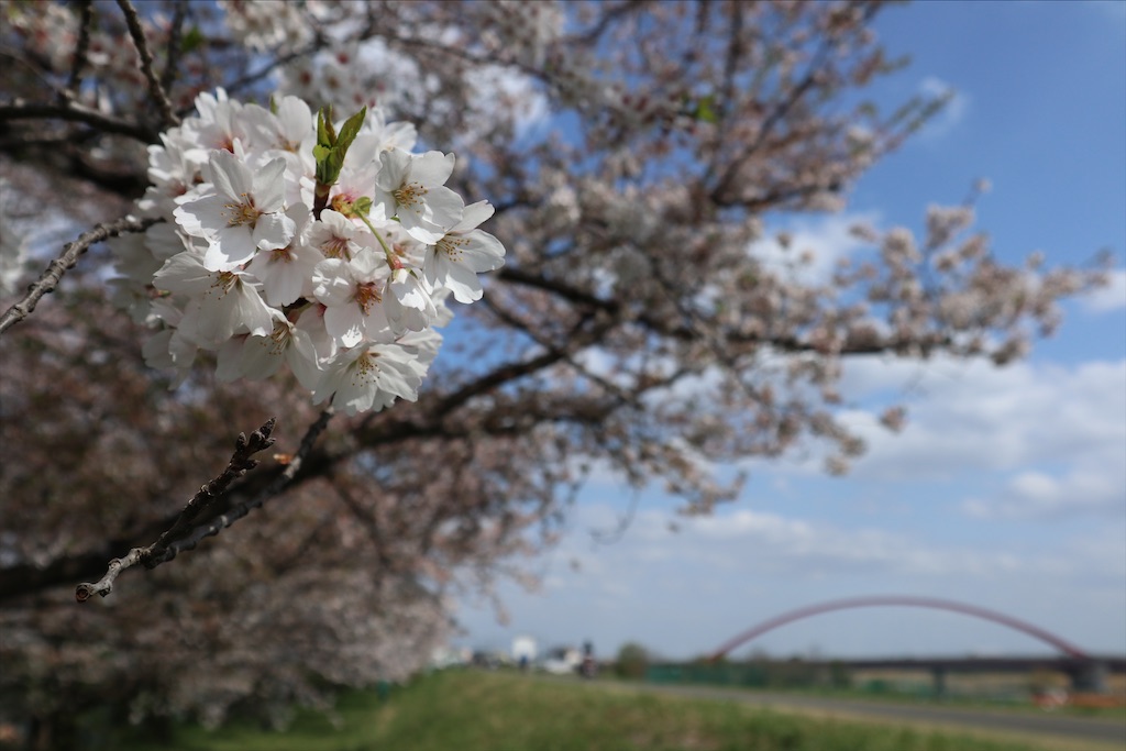 f:id:chizuchizuko:20210404095629j:image