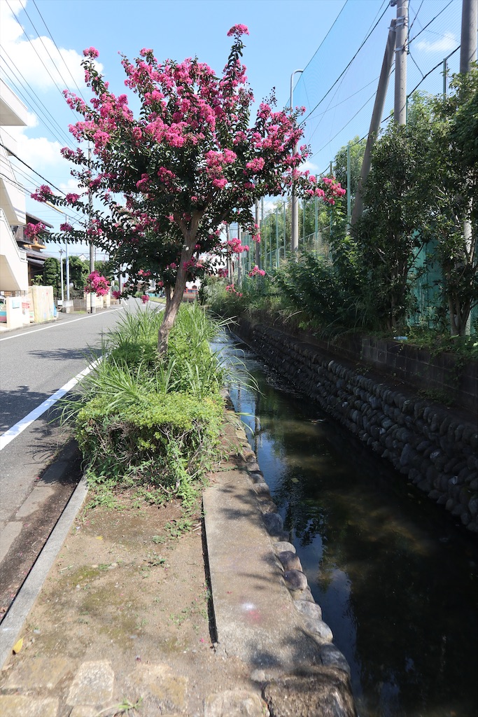 f:id:chizuchizuko:20210923144723j:image f:id:chizuchizuko:20210923144723j:image