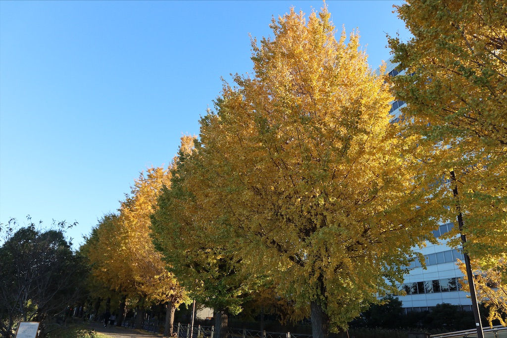 f:id:chizuchizuko:20211128212444j:plain