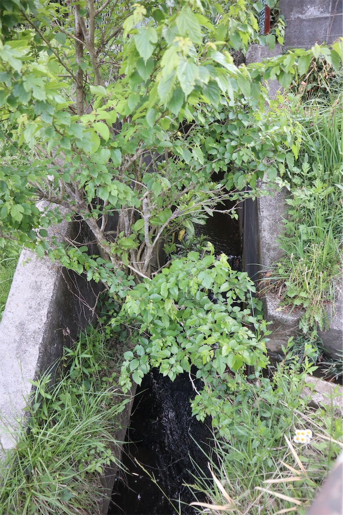 f:id:chizuchizuko:20220503235733j:image