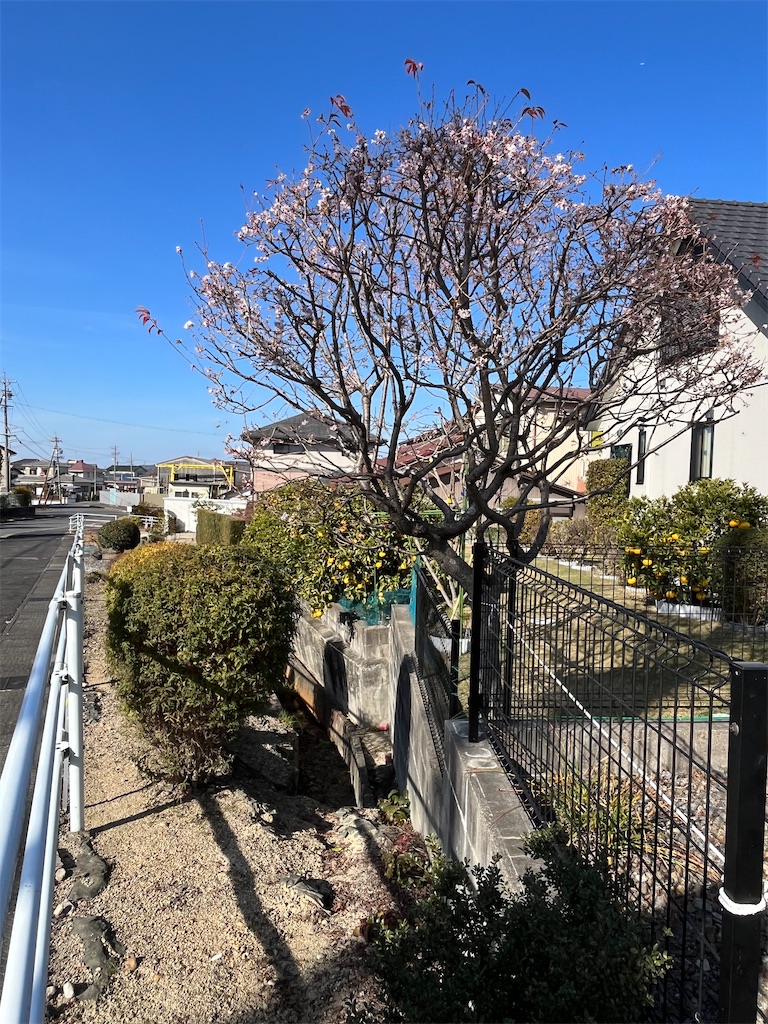 f:id:chizuchizuko:20231209142028j:image f:id:chizuchizuko:20231209142028j:image