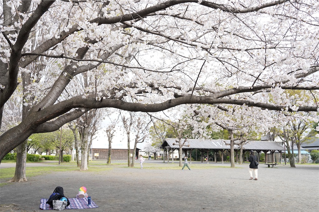 f:id:chizuchizuko:20240414075135j:image