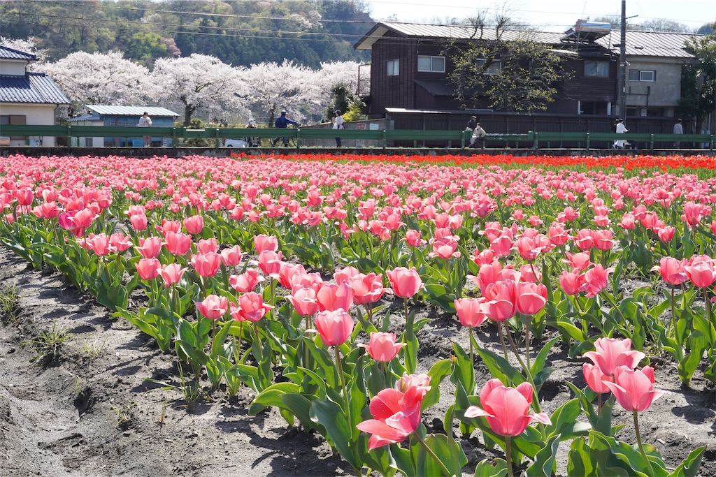f:id:chizuchizuko:20240414075332j:image