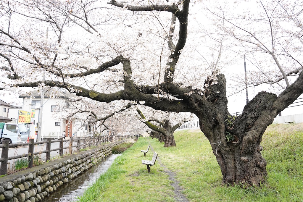 f:id:chizuchizuko:20240414075458j:image