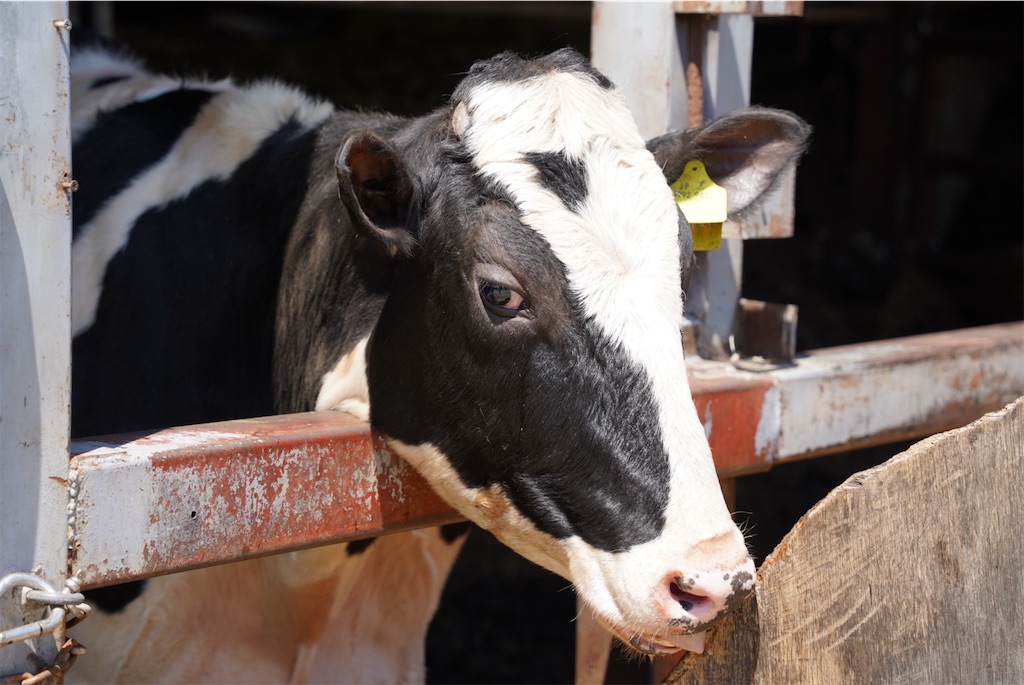 f:id:chizuchizuko:20250430212437j:image f:id:chizuchizuko:20250430212437j:image