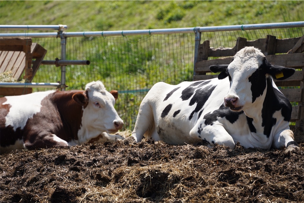 f:id:chizuchizuko:20250430212443j:image f:id:chizuchizuko:20250430212443j:image