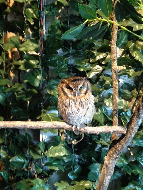 f:id:chizucoco:20161009212616j:plain f:id:chizucoco:20161009212616j:plain