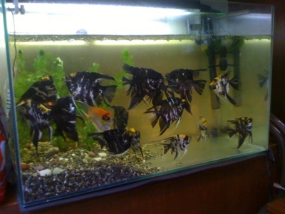 f:id:chizukichizuki:20110826081618j:image