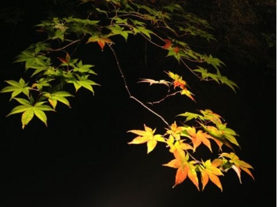 f:id:chizukichizuki:20131121204159j:image