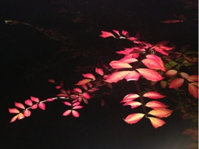 f:id:chizukichizuki:20131121204210j:image