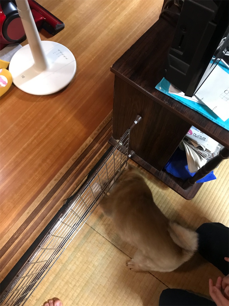 f:id:chizukichizuki:20200513234939j:image f:id:chizukichizuki:20200513234939j:image