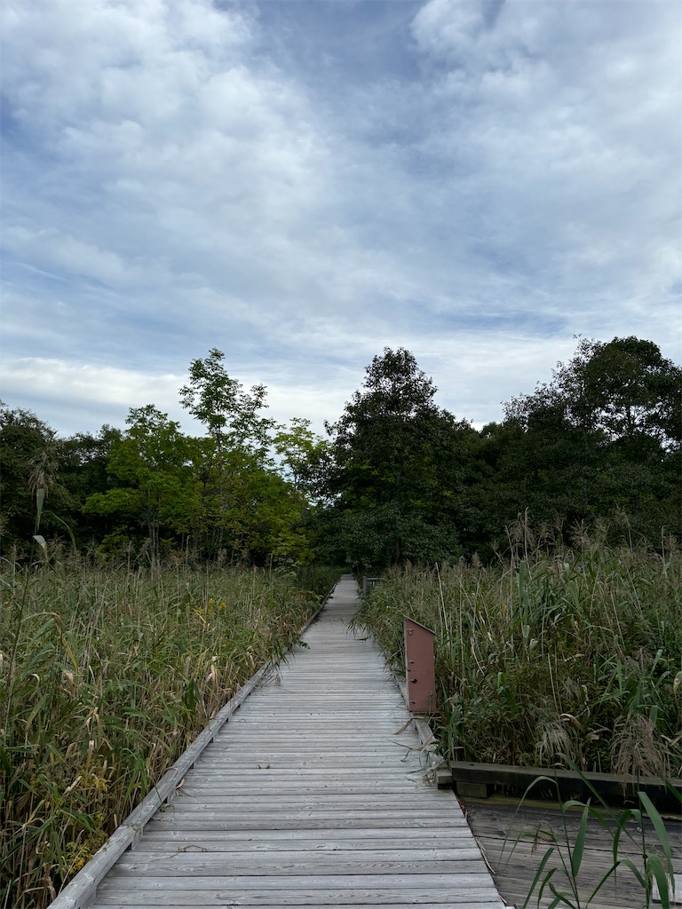 f:id:chizukichizuki:20240908012239j:image