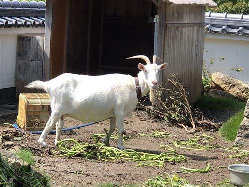 f:id:chizuru2018:20180923221321j:plain