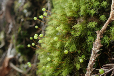 f:id:chkch:20180315203404j:plain