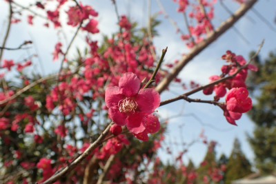f:id:chkch:20180323210808j:plain