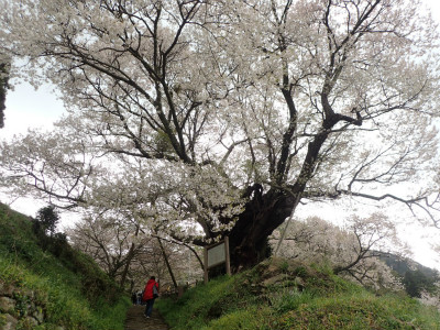 f:id:chkch:20180407213434j:plain