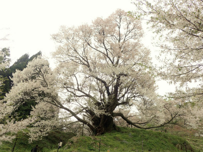 f:id:chkch:20180407213501j:plain